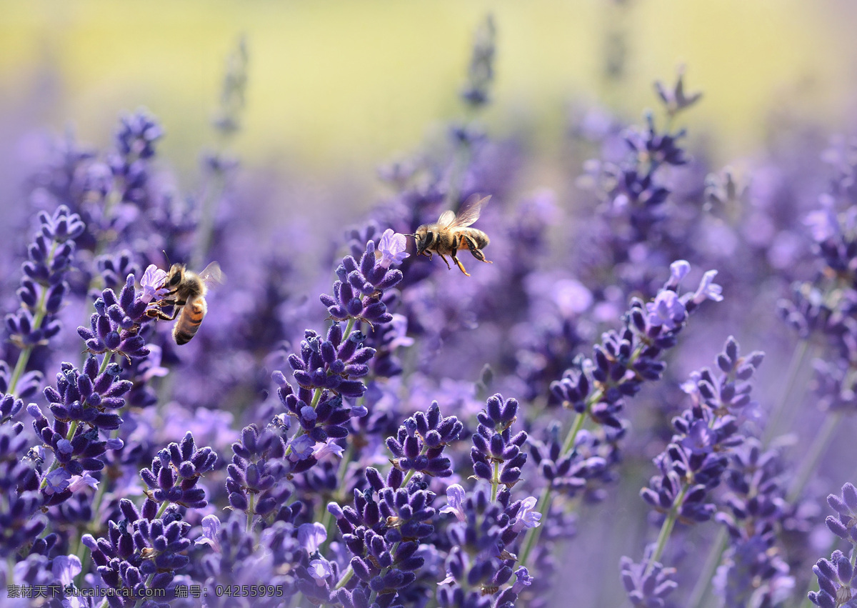 花丛 中 勤劳 采 蜜 小 蜜蜂 采蜜 花瓣 薰衣草 紫色的花 紫色的 生物世界 花草