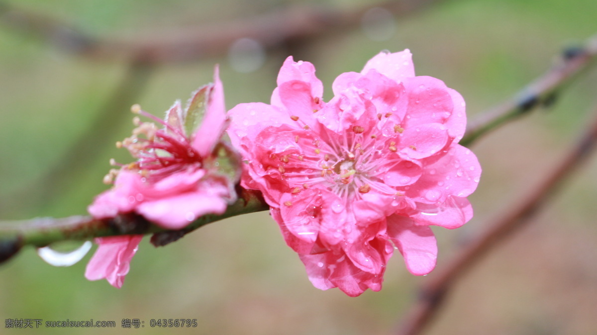 花瓣 花草 花朵 花卉 开花 美丽 农业 桃花运 桃花 植物 种植 桃红 桃园 花蜜 蔷薇科 落叶乔木 园林 生物世界 矢量图 日常生活