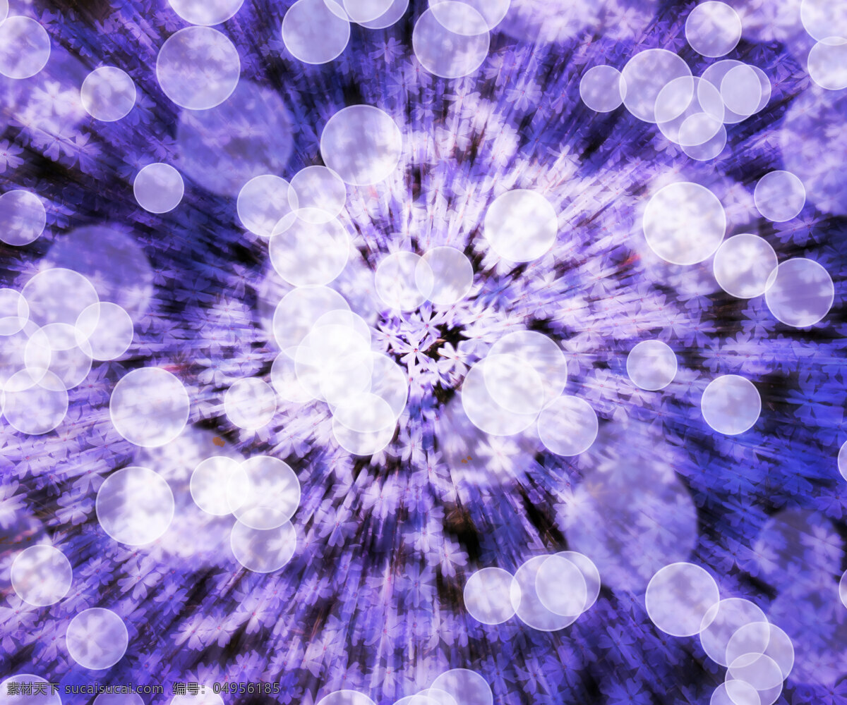 紫罗兰花背景 白色