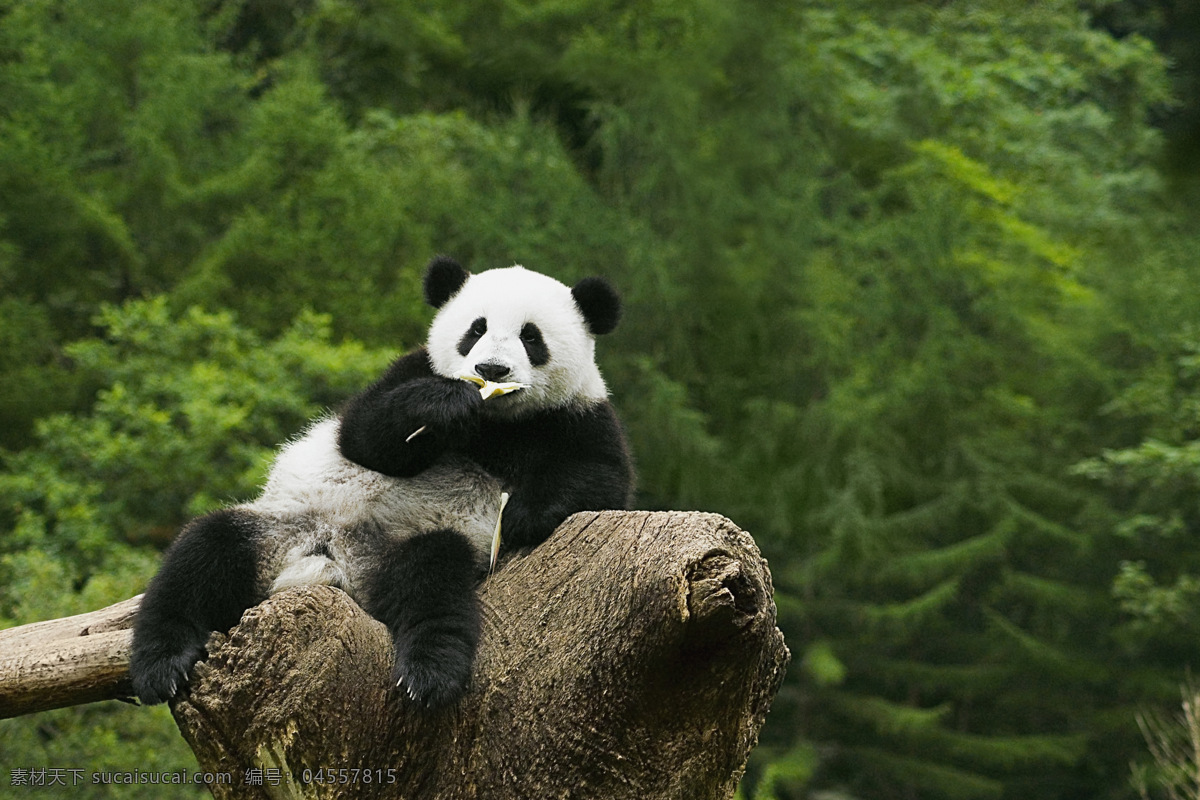 唯美 可爱 动物 野生 大熊猫 熊猫 可爱大熊猫 生物世界 野生动物