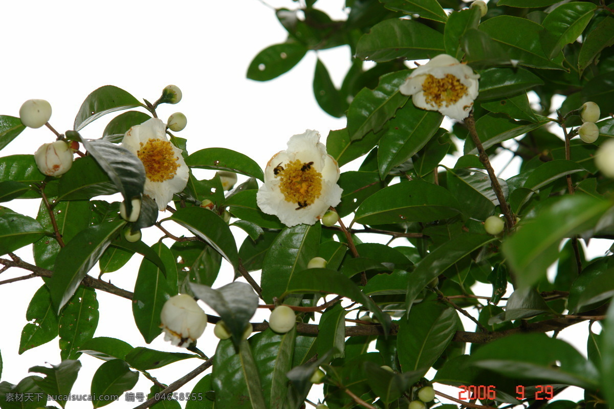 古茶树 普洱茶 古茶枝干 茶花 中国茶城 普洱 茶园 茶山 自然风景 自然景观