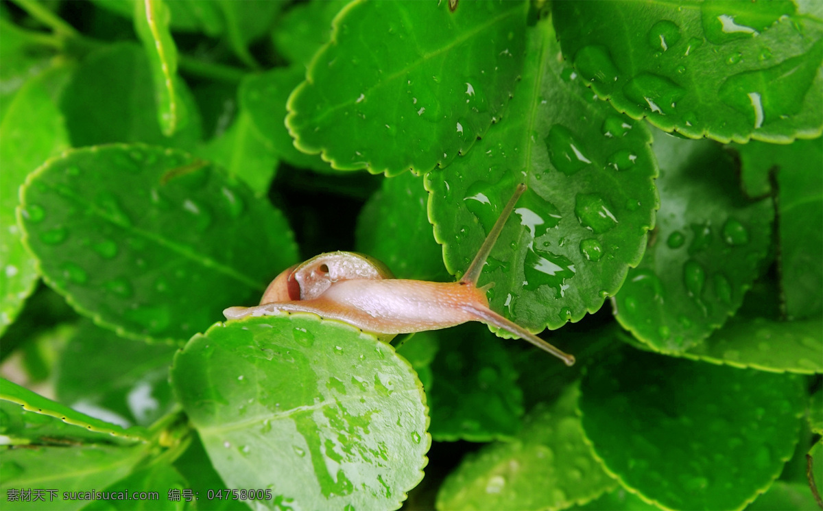 蜗牛 雨后 叶子 绿叶 大蜗牛 昆虫 虫子 爬行 触角 生物世界