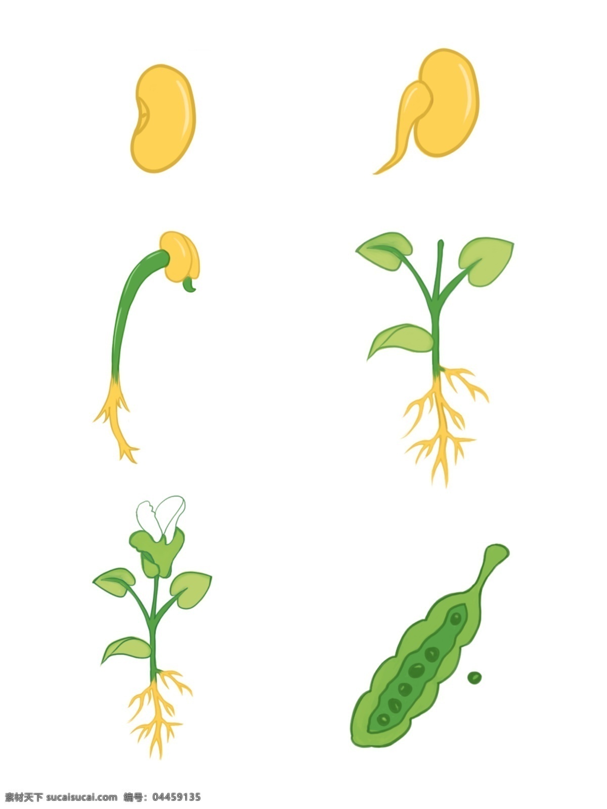 手绘 黄豆 生长 过程 植物 生长过程 植物生长过程 可商用
