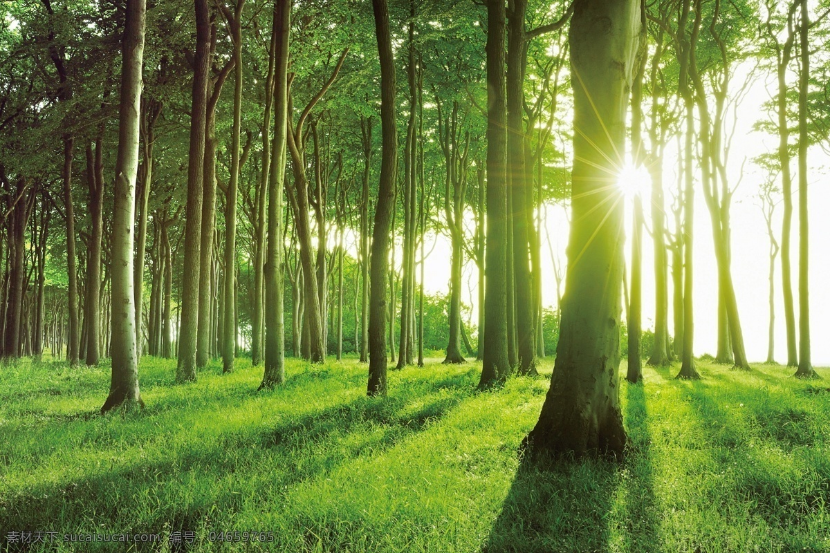 清新森林 绿色森林 树木 草地 清新空气 清晨阳光 环保 阳光照射