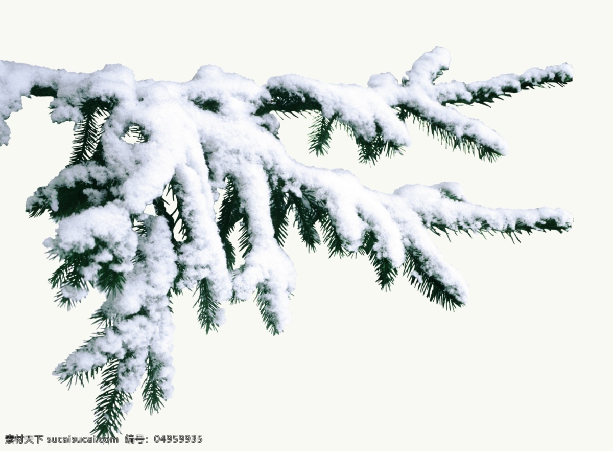 圣诞 雪 覆盖 松针 节日素材 免抠素材 圣诞松针 圣诞素材 装饰素材