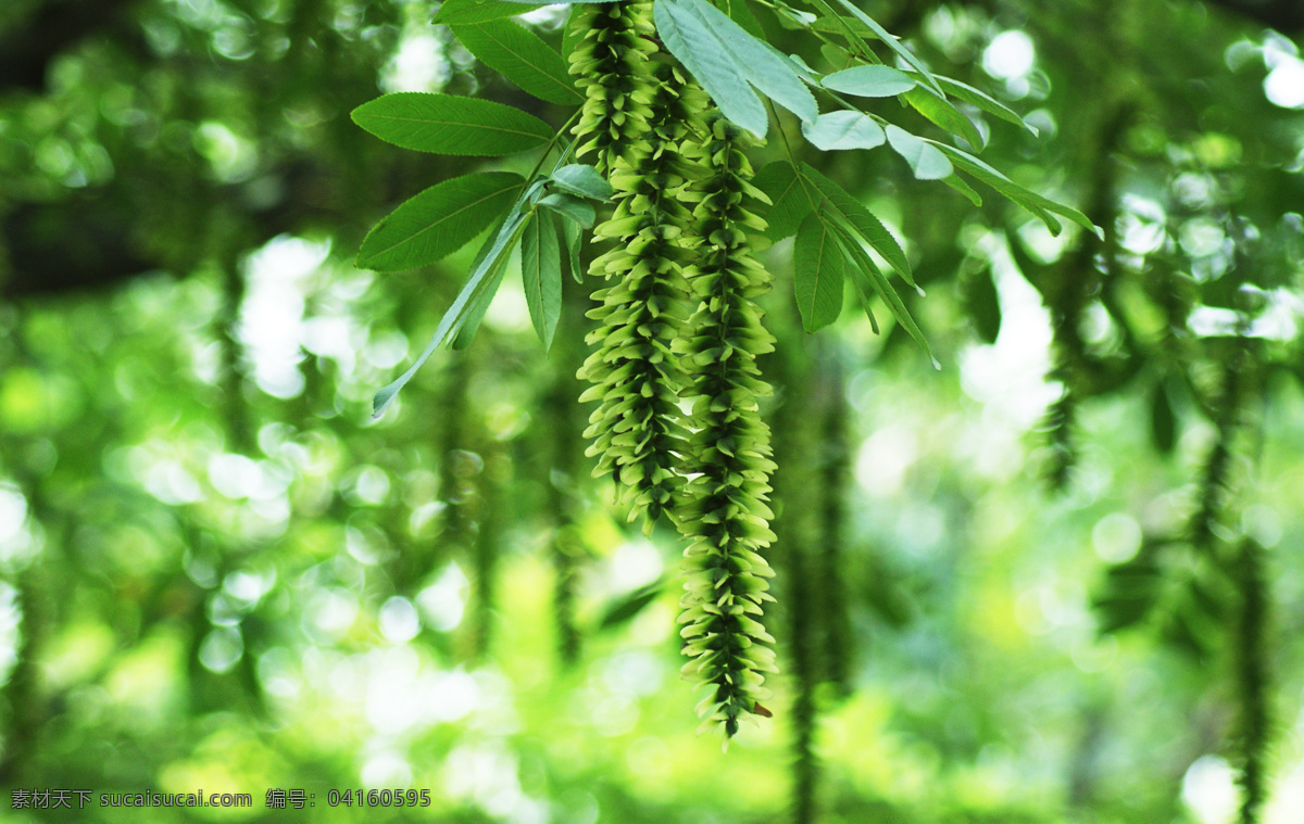 盛夏 绿树 绿色 绿色素材 绿色植物 树叶 树叶图片 种子 绿荫 生物世界