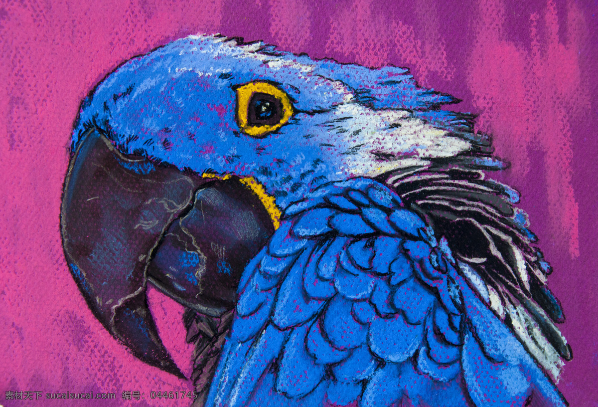 蓝色鹦鹉插画 飞鸟 飞禽 鸟类动物 动物摄影 鸟类摄影 空中飞鸟 生物世界 卡通油画 鸟类油画 紫色