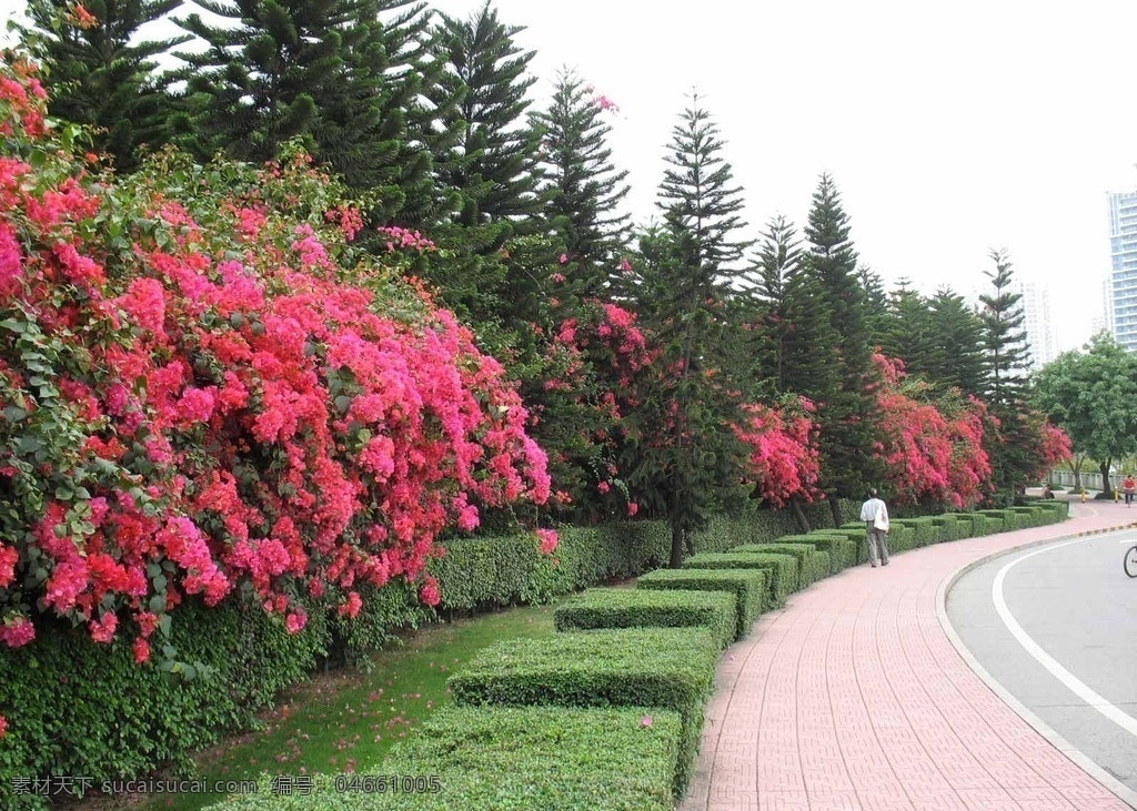 似 瀑布 簕 杜鹃 植物 三角梅 簕杜鹃 深圳市市花 花草 生物世界