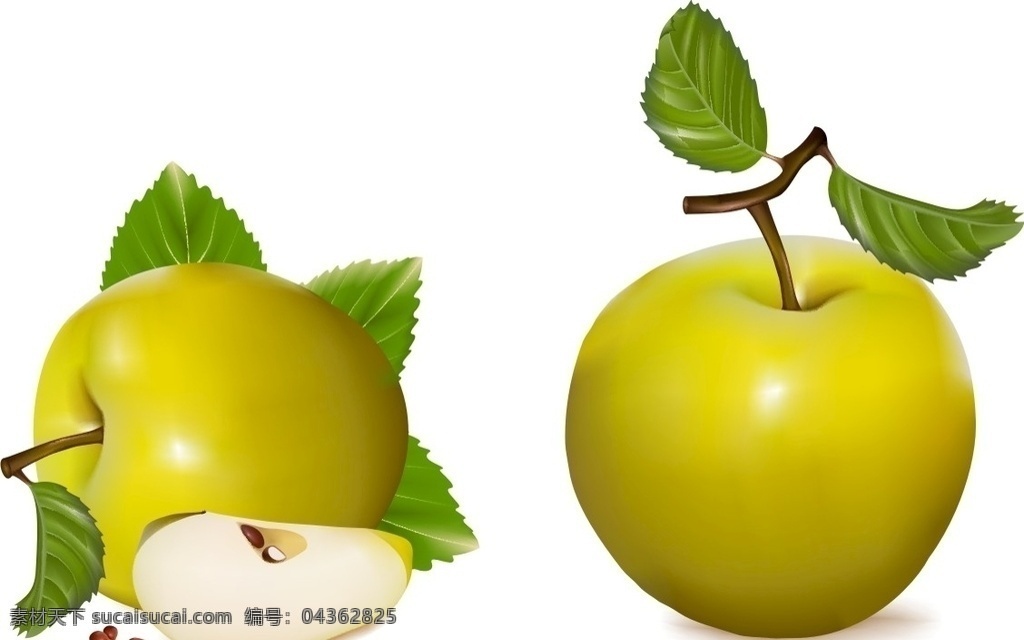 青苹果 矢量素材 水果 手绘 水果大全 新鲜水果素材 矢量水果素材 矢量 水果素材 新鲜水果 矢量水果 苹果 新鲜苹果 苹果素材 绿苹果 印度青 苹果大全 切开的苹果 矢量苹果