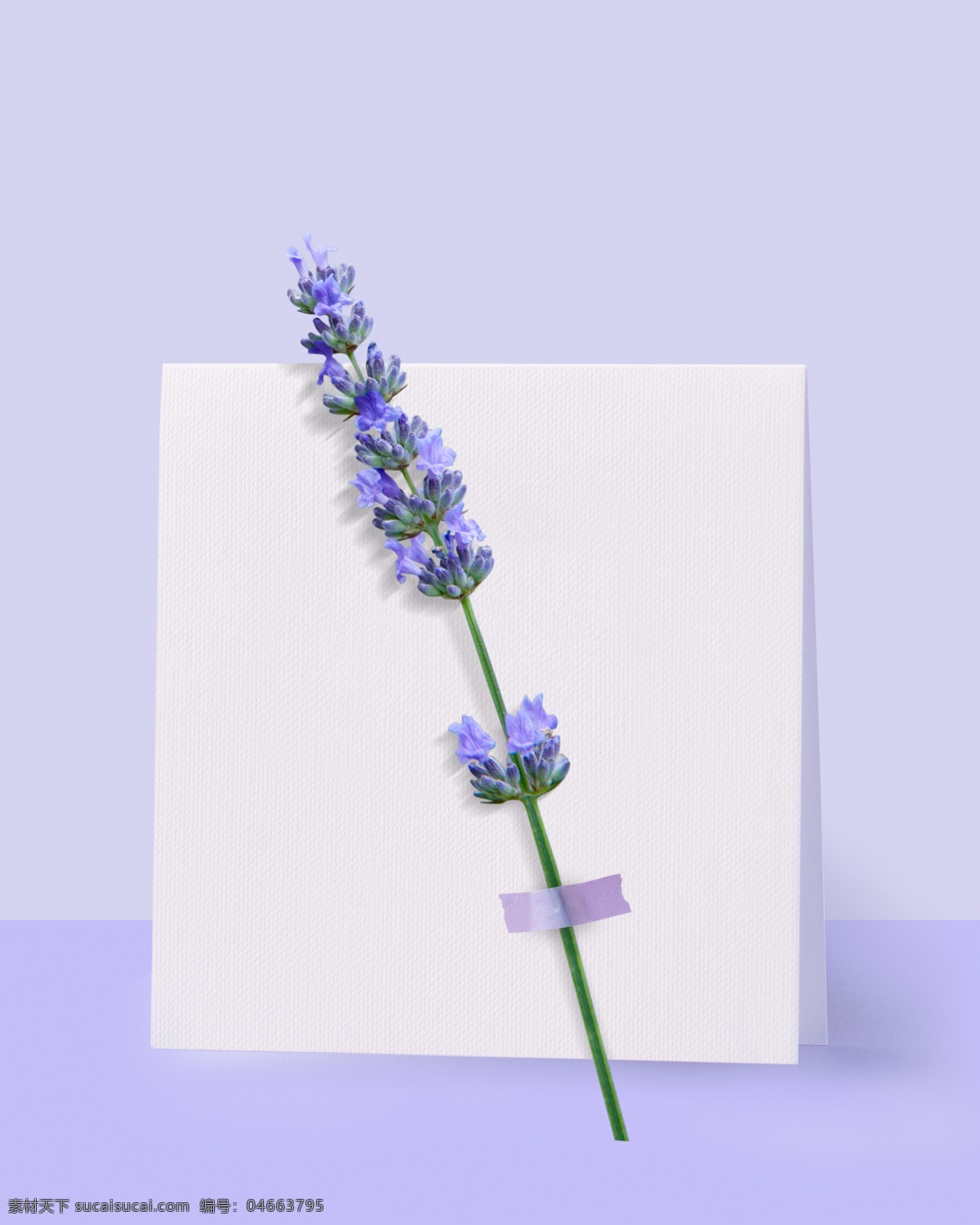 韩式 春季 春天 气息 唯美 背景 卡片 紫色 扁平 薰也草 纸胶