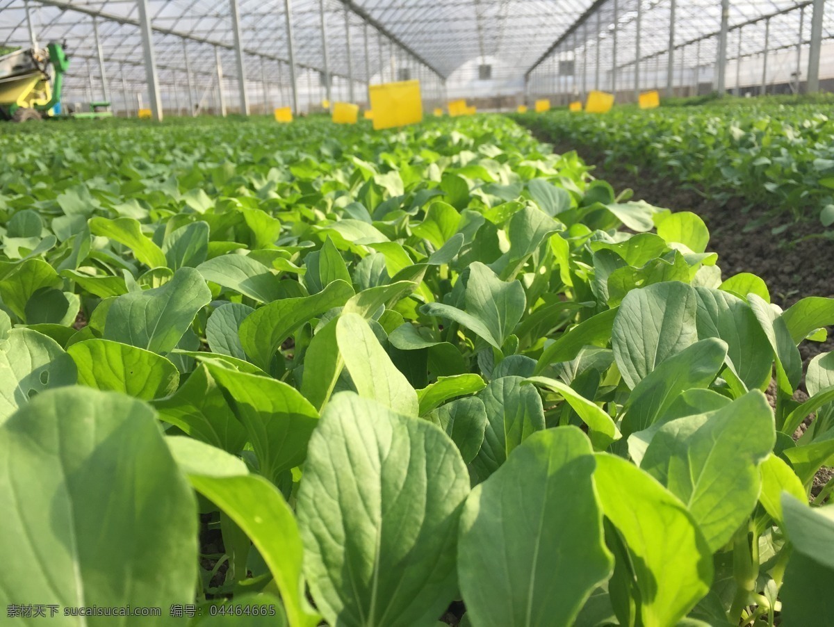鸡毛菜 青菜 绿叶菜 上海青 蔬菜 设施 农业 大棚 温室 现代化农业 生物世界