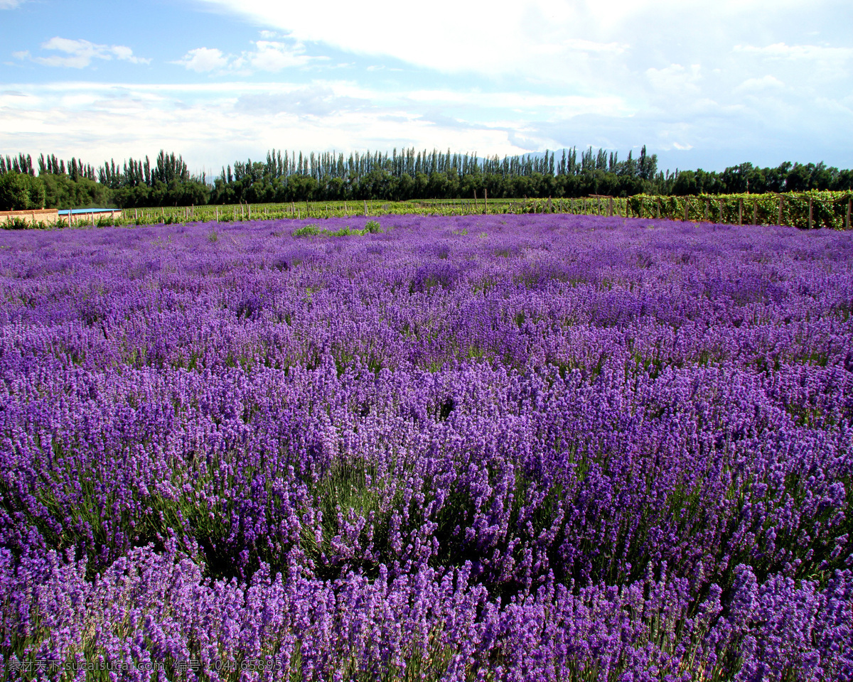 薰衣草 草地 植物 紫色 花朵 花海 装饰 背景 图案 浪漫 天空 云朵 户外 薰衣草风景 自然景观 自然风景