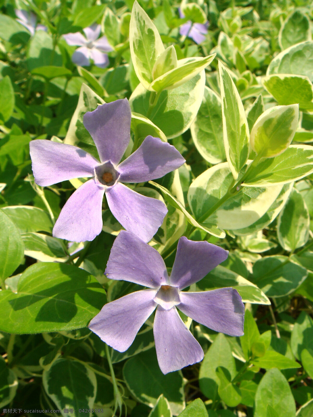 长春蔓 长春花 紫 花 公园 花草 生物世界