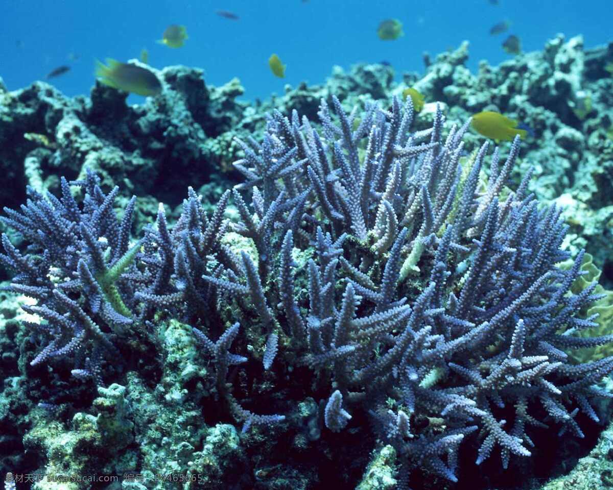珊瑚海 蓝色 珊瑚 鱼 背景 海底世界 黑色
