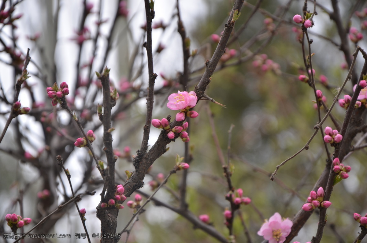 山桃盛开 桃花 春花 绽放 春意盎然 生机勃勃 花草 生物世界