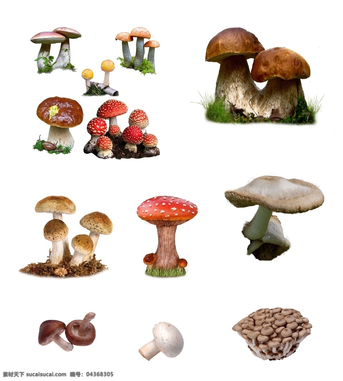 蘑菇分层素材 分层 蘑菇素材 蘑菇 菌类 野生菌 野生蘑菇 食用蘑菇 设计素材 psd素材 集 源文件