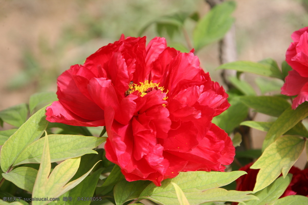 大红牡丹花 大红色 牡丹花 北京植物园 牡丹园 花草 生物世界