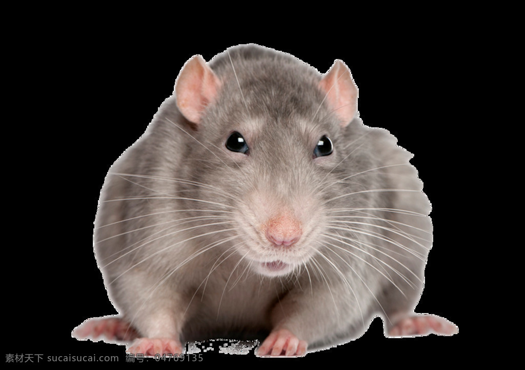 可爱 小 老鼠 免 抠 透明 图 层 老鼠卡通图片 日本 核辐射 变异 世界 上 最大 巨型 可爱老鼠 简 笔画 大全 老鼠简笔画 彩色老鼠图片 田鼠