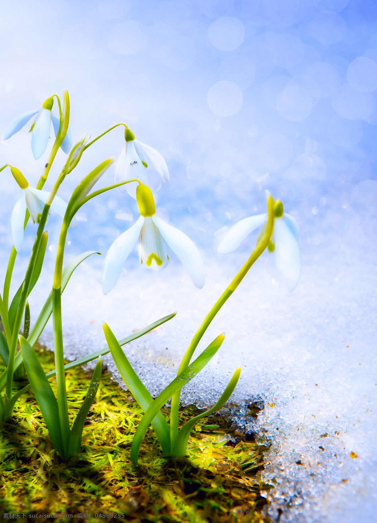 白色小花植物 自然 风景 风光 梦幻 唯美 花朵