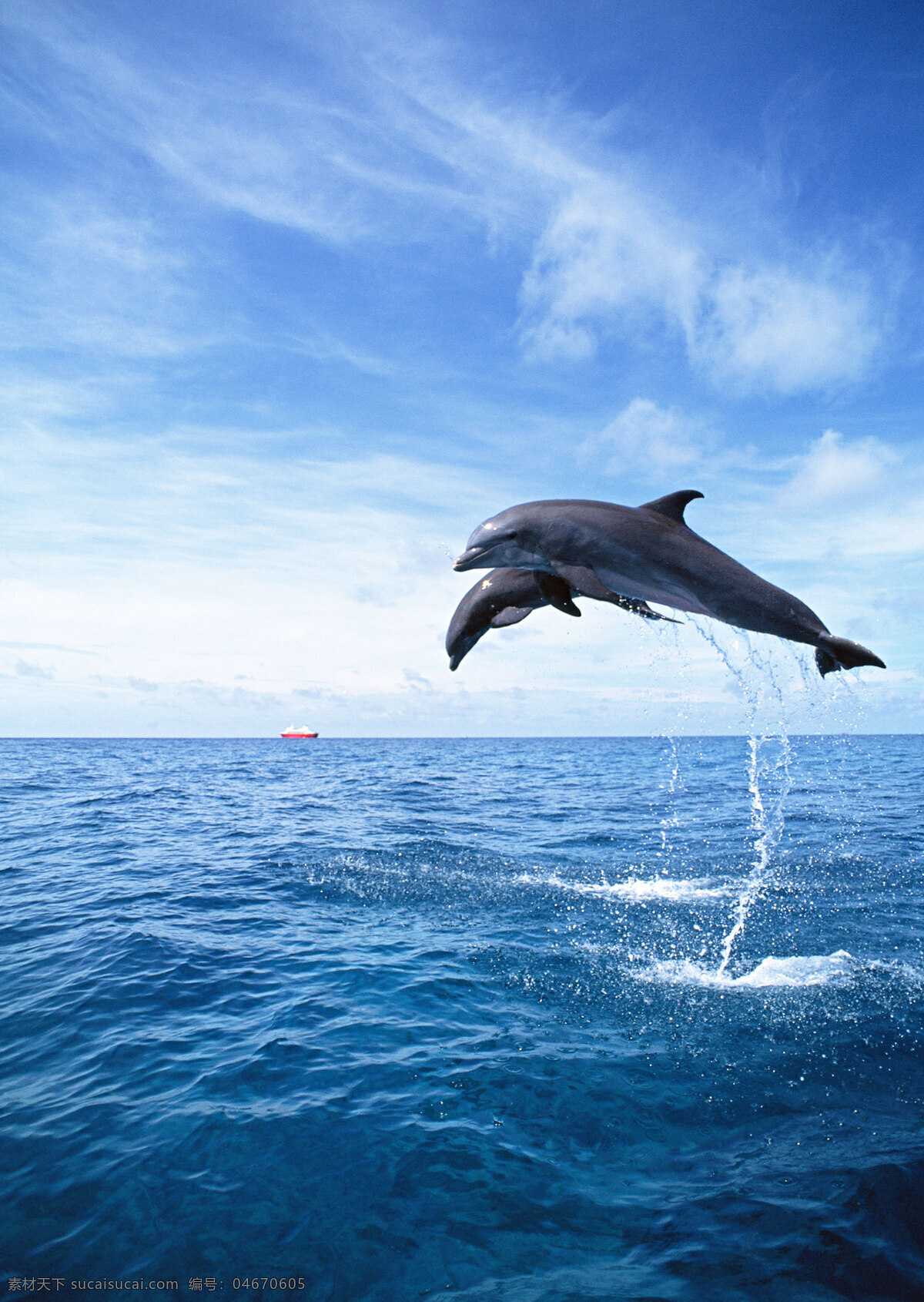 海面 上 海豚 动物世界 生物世界 海底生物 海洋生物 野生动物 大海 跳跃 水中生物