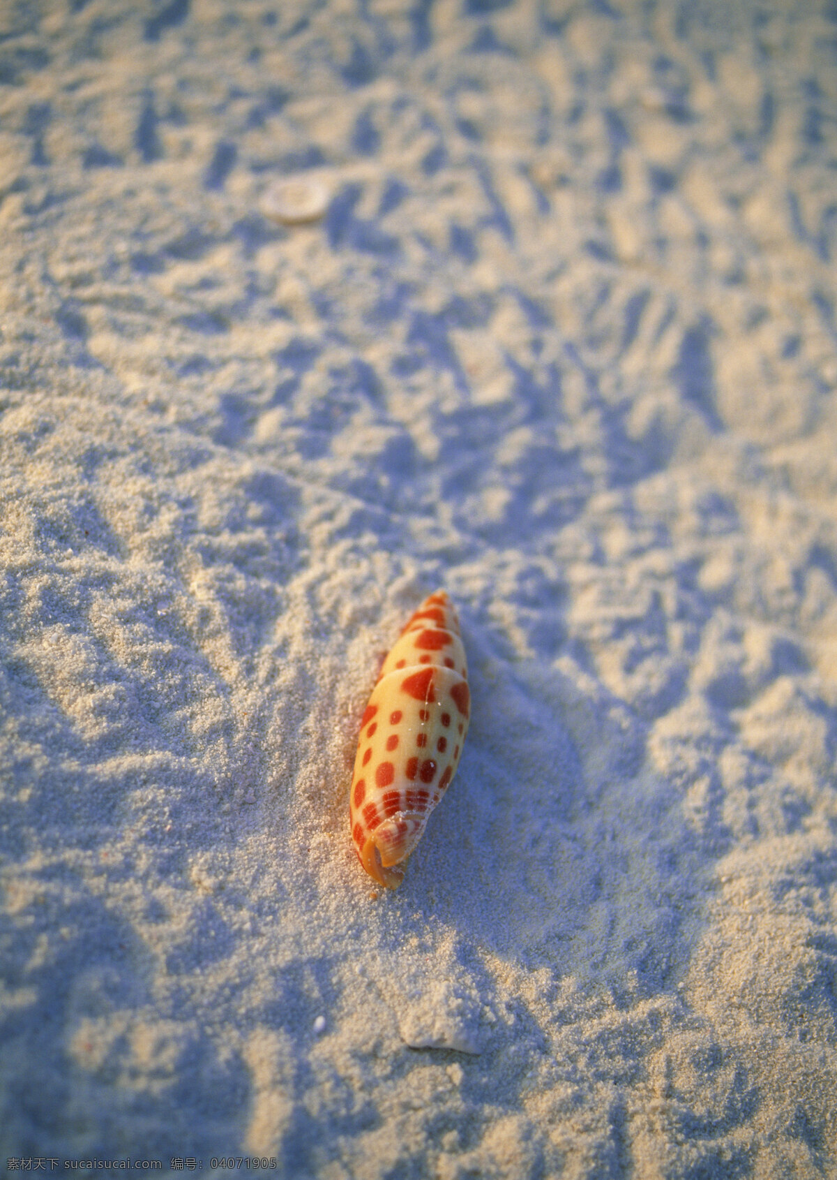 贝壳 大海 海边风光 海螺 海滩风光 沙滩 摄影图库 自然风景 滩风光 贝壳海螺 自然景观 psd源文件