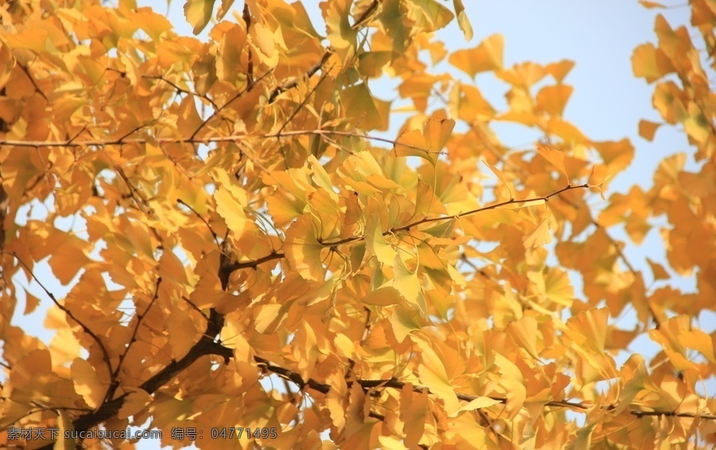 银杏叶 秋天图片 秋天 叶子 树叶 自然景观 自然风景