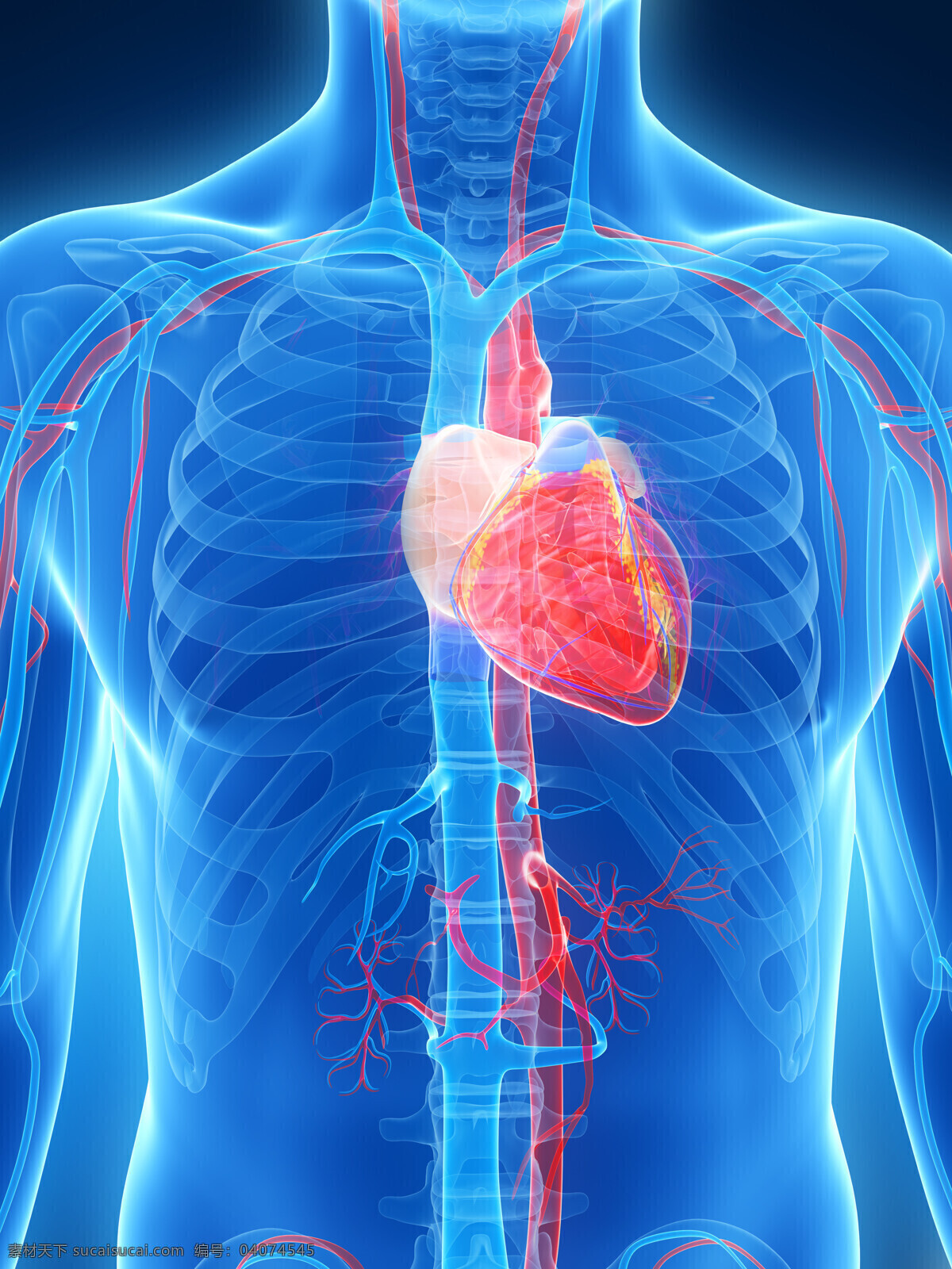 人体 心脏 骨骼 心脏器官 人体器官 人体骨骼 骨骼结构 医学科技 医疗科技 人体结构 ct 人体器官图 人物图片