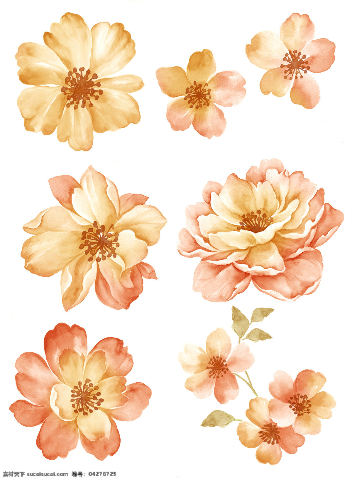 手绘 花 素材图片 手绘花 花朵 水彩 素材花