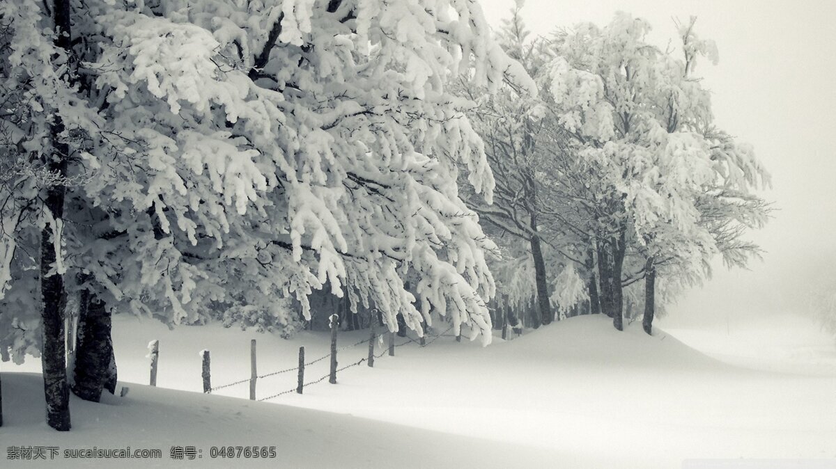 唯美 冬天 雪景 高清 树木 积雪 雪花 雪 雪松