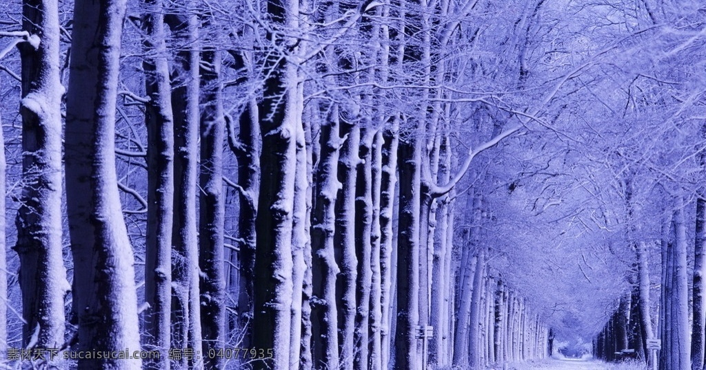 冰挂树林 冰挂 雾凇 冬季 冬天 白雪 冰冻 寒冷 结霜 白色 行道树 林荫道 寒冬 自然 自然景观