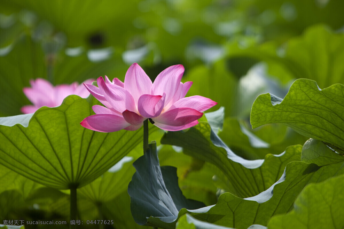 端 立 粉色 荷花 高清图片 横构图 植物 日光 户外 清新 白昼 风景 莲花 圣洁 阳光 空气 怒放 沐浴阳光 荷叶 绿色 端丽 端立 一朵花 花草树木 生物世界