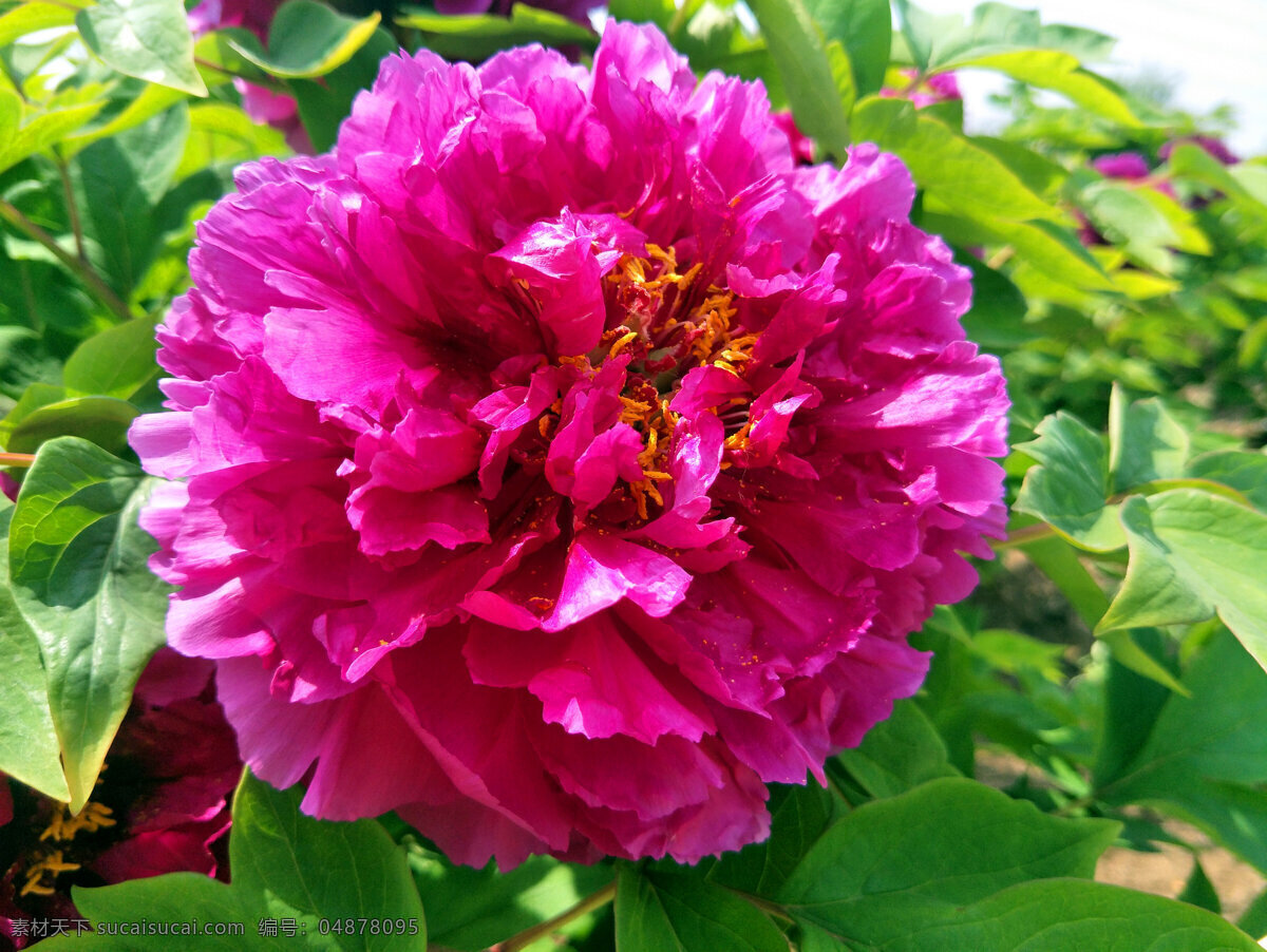 牡丹花 牡丹 花朵 鲜花 盛开 富贵花 绿叶 生物世界 花草