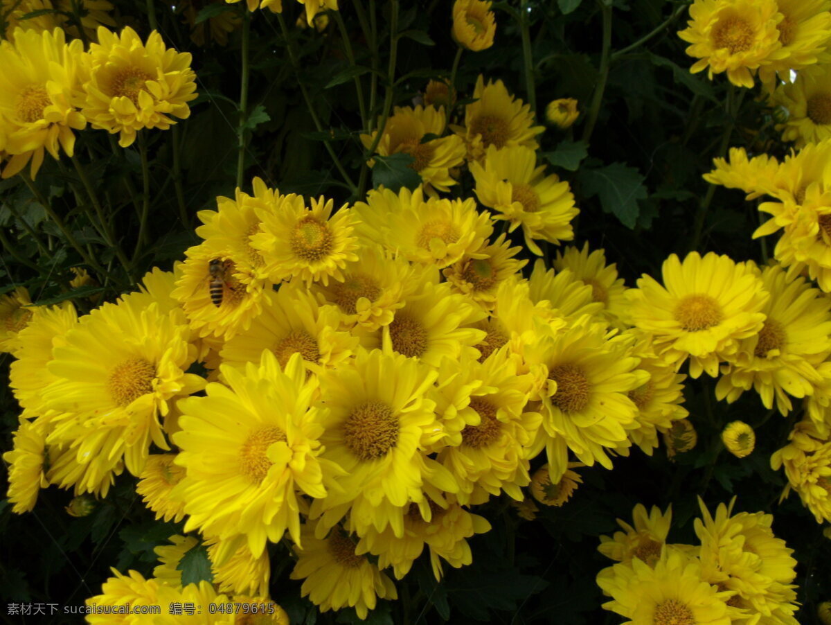 鲜艳 黄色 小雏 菊 鲜花 菊花 蜜蜂 花展 黄菊花