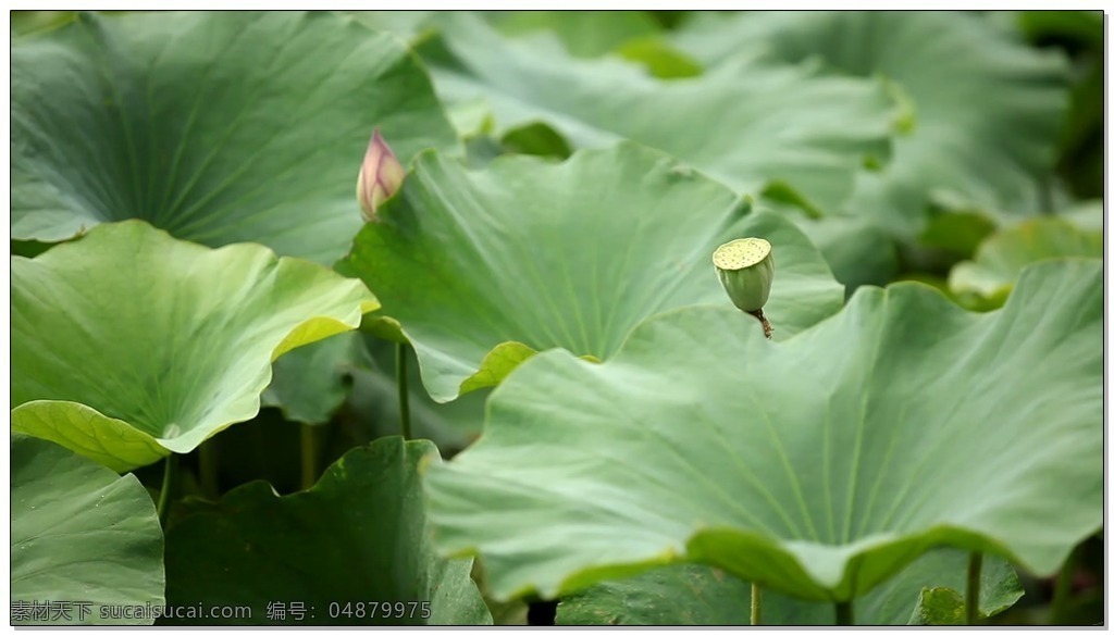 自然 荷花 视频 风景 美景 高清视频素材 视频素材 动态视频素材