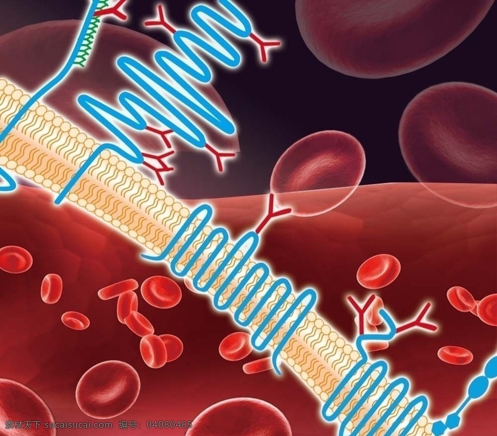 医学插画 红细胞 血管 医学插图 血液 其他模版 广告设计模板 源文件