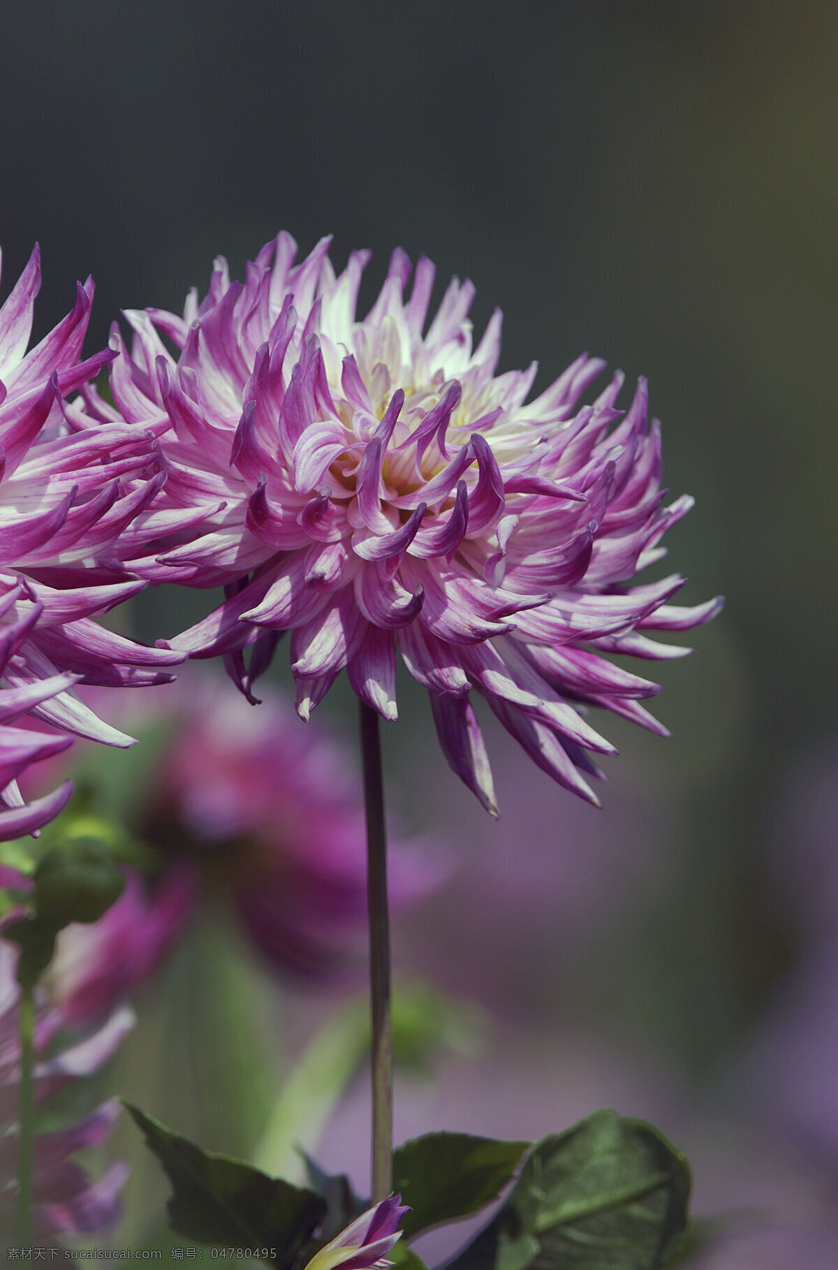 盛开 菊花 花 紫色菊花 花瓣 花草树木 生物世界