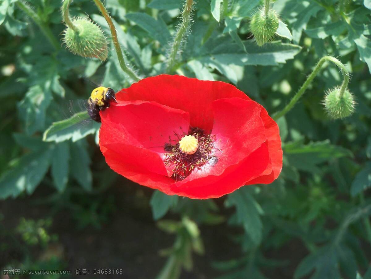 草本植物 红色花卉 花草 花卉 花卉摄影 生物世界 植物 虞美人 四月花 植物摄影 春季花卉 psd源文件