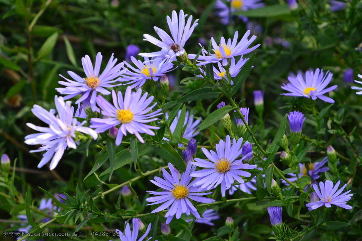 紫菀 青苑 紫倩 返魂草 山白菜 菊花 花卉素材 花卉 花儿 花草 花朵 花瓣 花蕊 绿化景观 菊菊花 生物世界