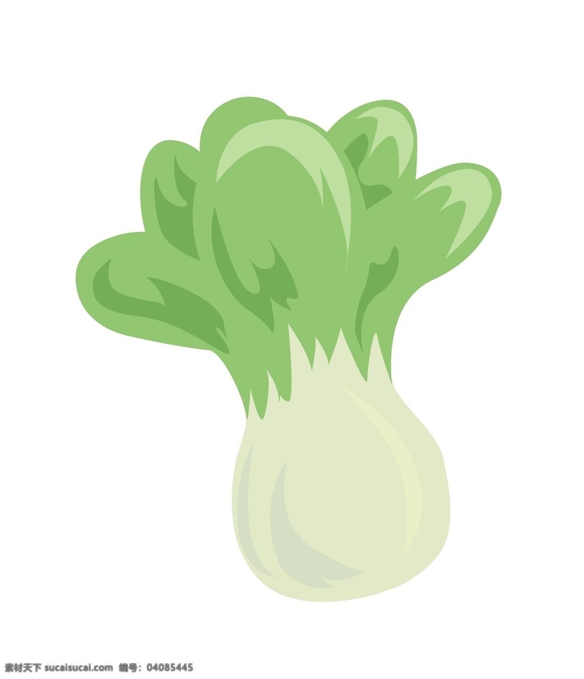 冬季 食物 白菜 手绘 冬季食物 冬天 插画 手绘图 矢量图 绿色 白色 青菜 蔬菜 绿色食物 绿色植物