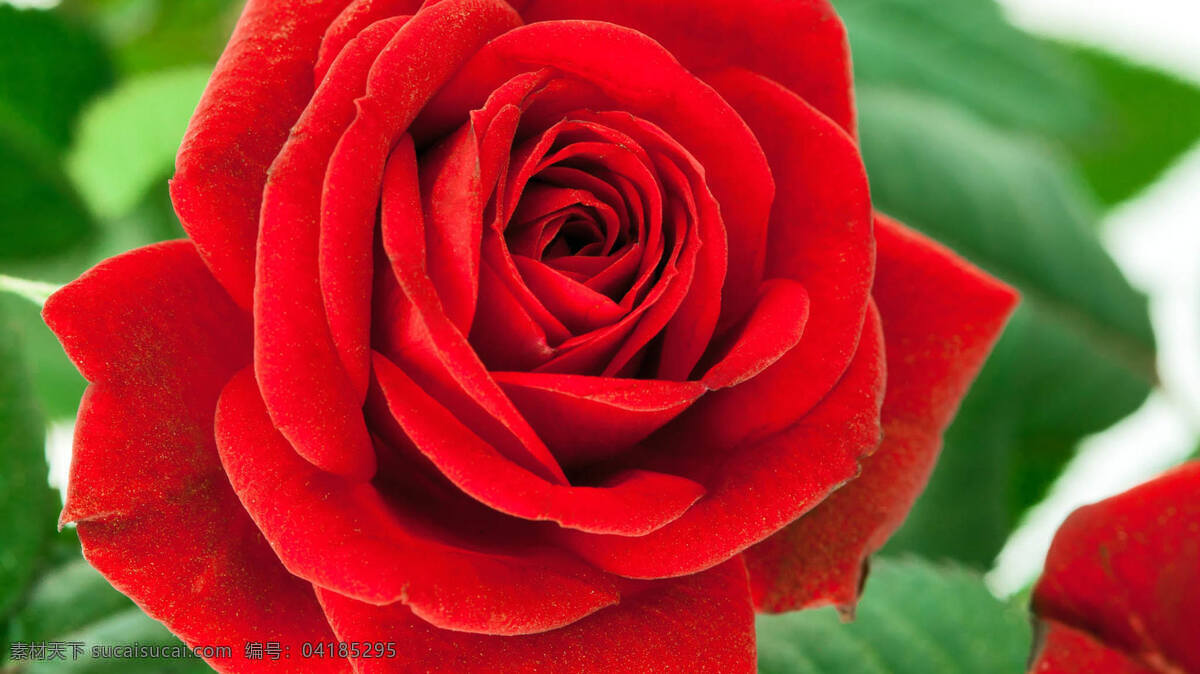 唯美 红色 玫瑰花 高清 花卉 花朵 花草 植物 鲜花
