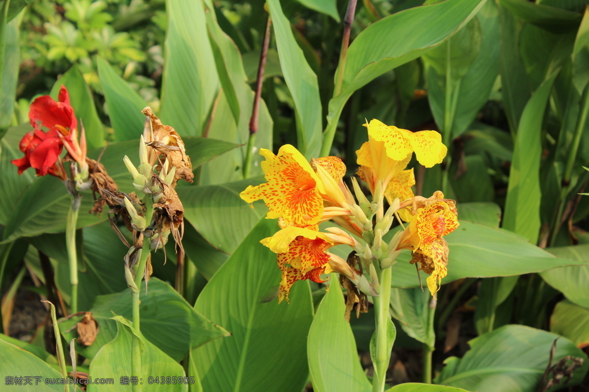 美人蕉 公园一角 浣花溪公园 成都 虞美人 花卉 绿叶 红花 花草 生物世界