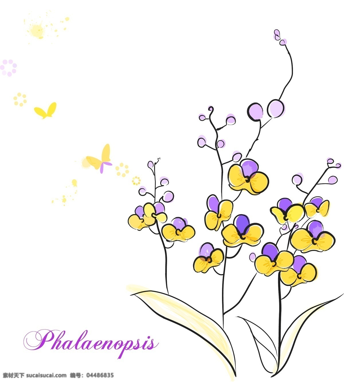 蝴蝶兰 花朵 花卉 手绘 素描 唯美 矢量图 花纹花边