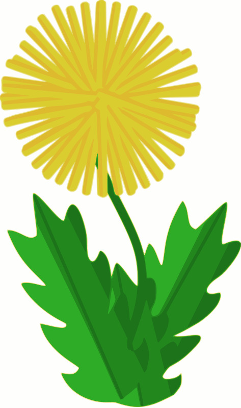 蒲公 英花 草本植物 春天 花 季节 蒲公英 植物 自然 的想法 spring2013 黄色的 插画集