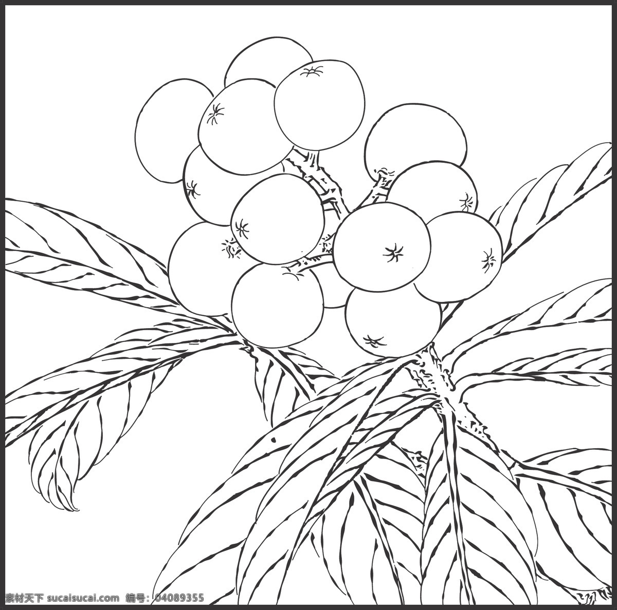 枇杷 水果 园林观赏 线条 矢量 装饰 插画 白描 生物世界 树木树叶