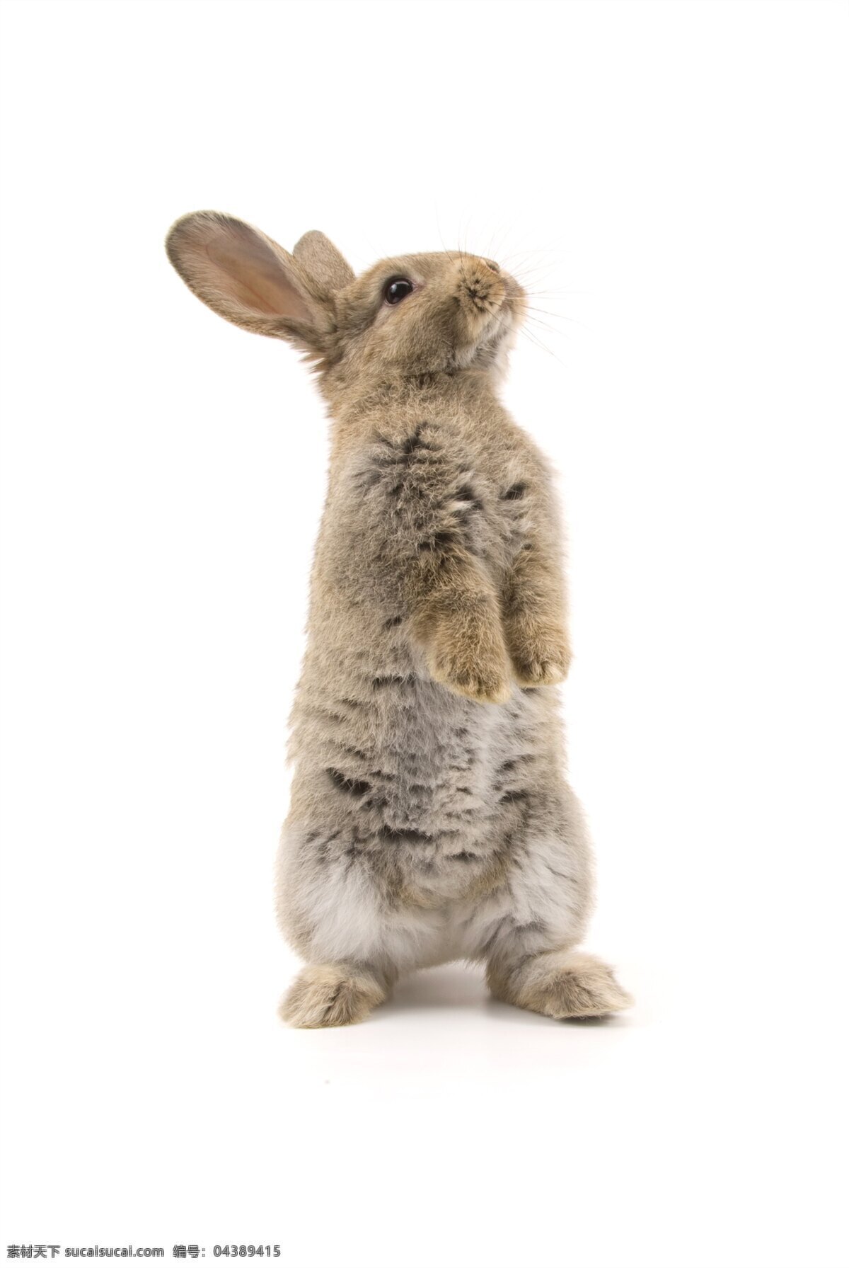 小白兔 白兔 白兔子 小兔子 大白兔 可爱的兔子 红眼睛兔子 兔子特写 可爱的小兔子 宠物兔子 草地兔子 麦田兔子 萌宠