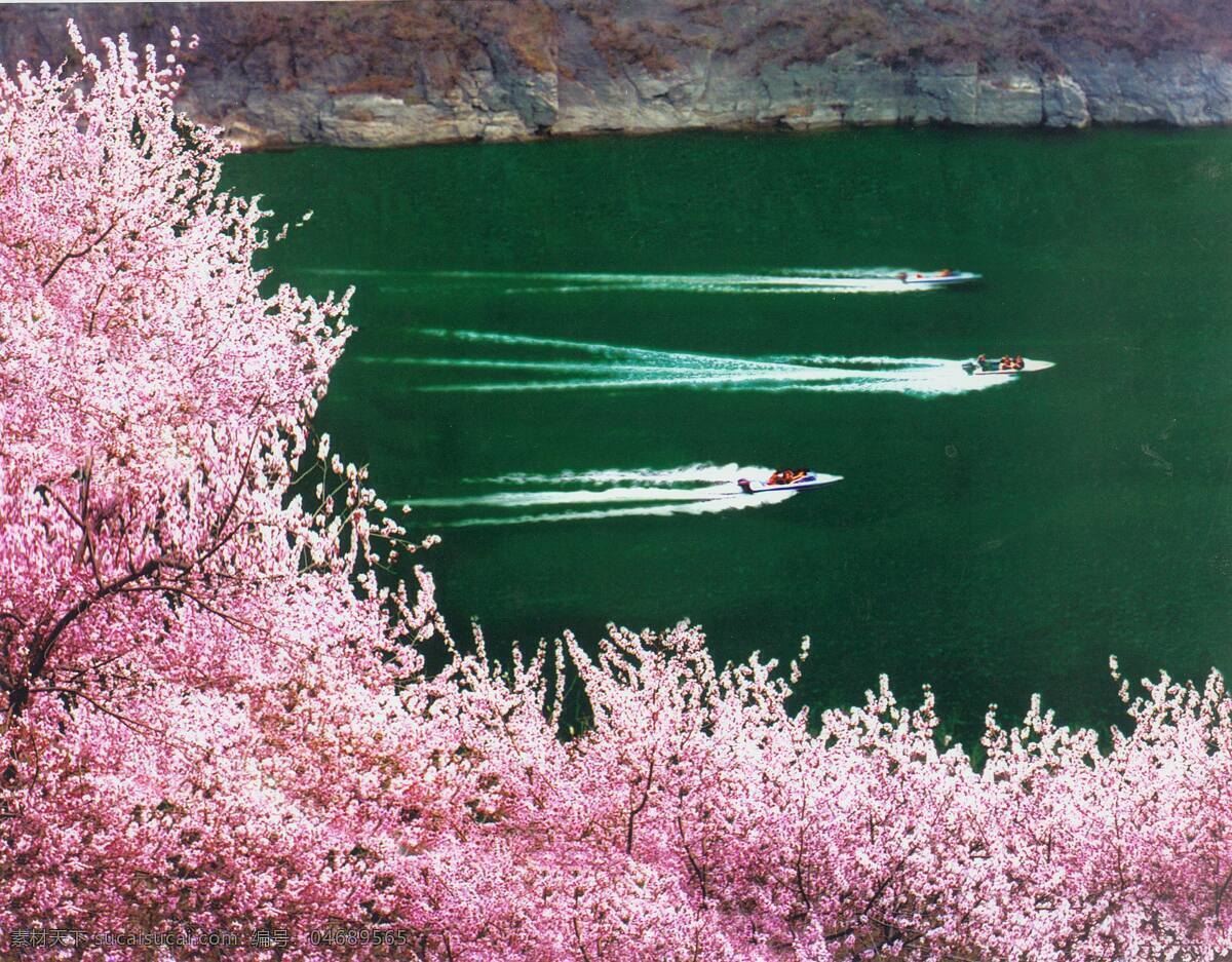 春到青天河 春天 青天河 湖水 快艇 自然景观 粉色花 碧水 粉红色 山水风景