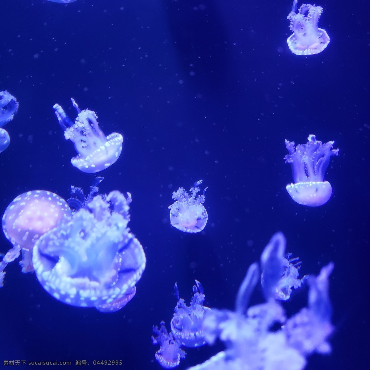 水母 海洋 海鲜 海洋馆 美丽 柔软 生物 生物世界 海洋生物