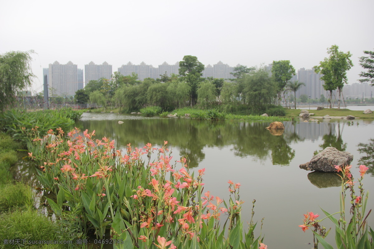 美人蕉 小花美人蕉 小芭蕉 漳州碧湖 生态园 漳州 碧湖生态园 自然景观 田园风光