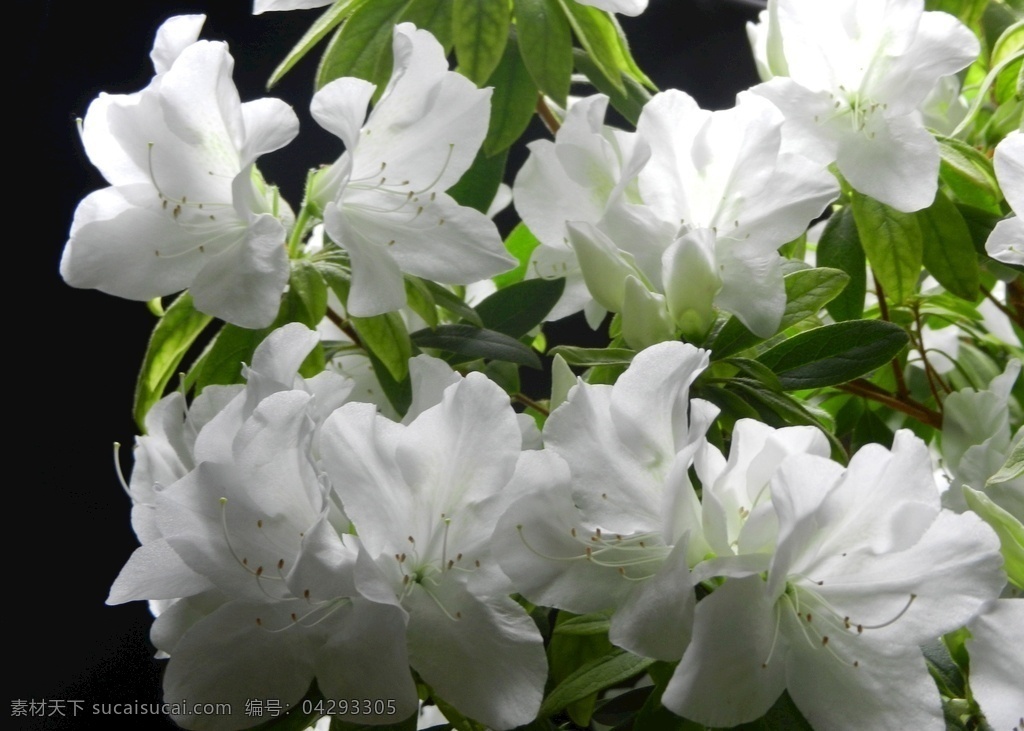 杜鹃花 映山红 摄影图片 生物世界 花草