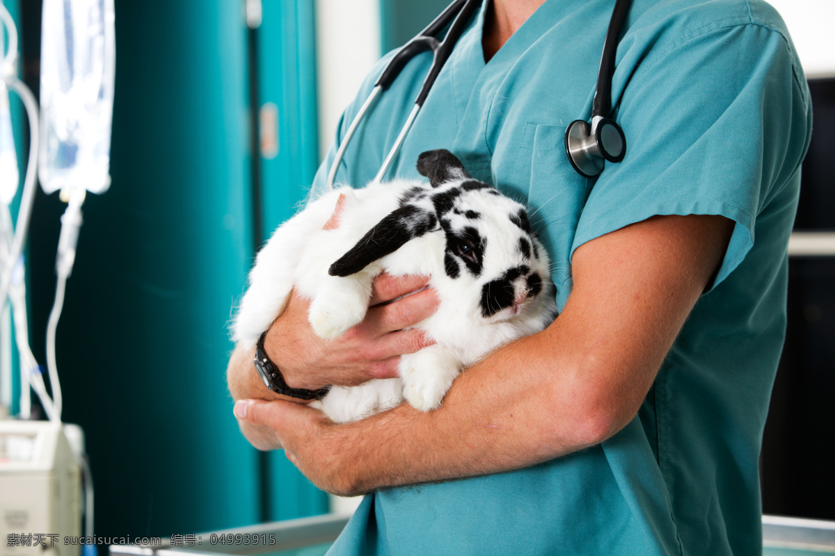 抱 小 兔子 医生 抱着 小兔子 听诊器 医院 医疗器材 医疗护理 陆地动物 生物世界 黑色